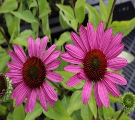 Echinacea Flower - Heirloom, Non - Gmo Seeds
