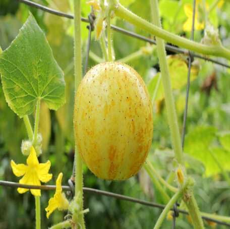 Yellow Lemon Cucumber Fruit - Heirloom, Non - Gmo Seeds