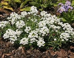 Alyssum Lobularia Flower Seeds for Planting – NON GMO Seeds Dhara Seeds