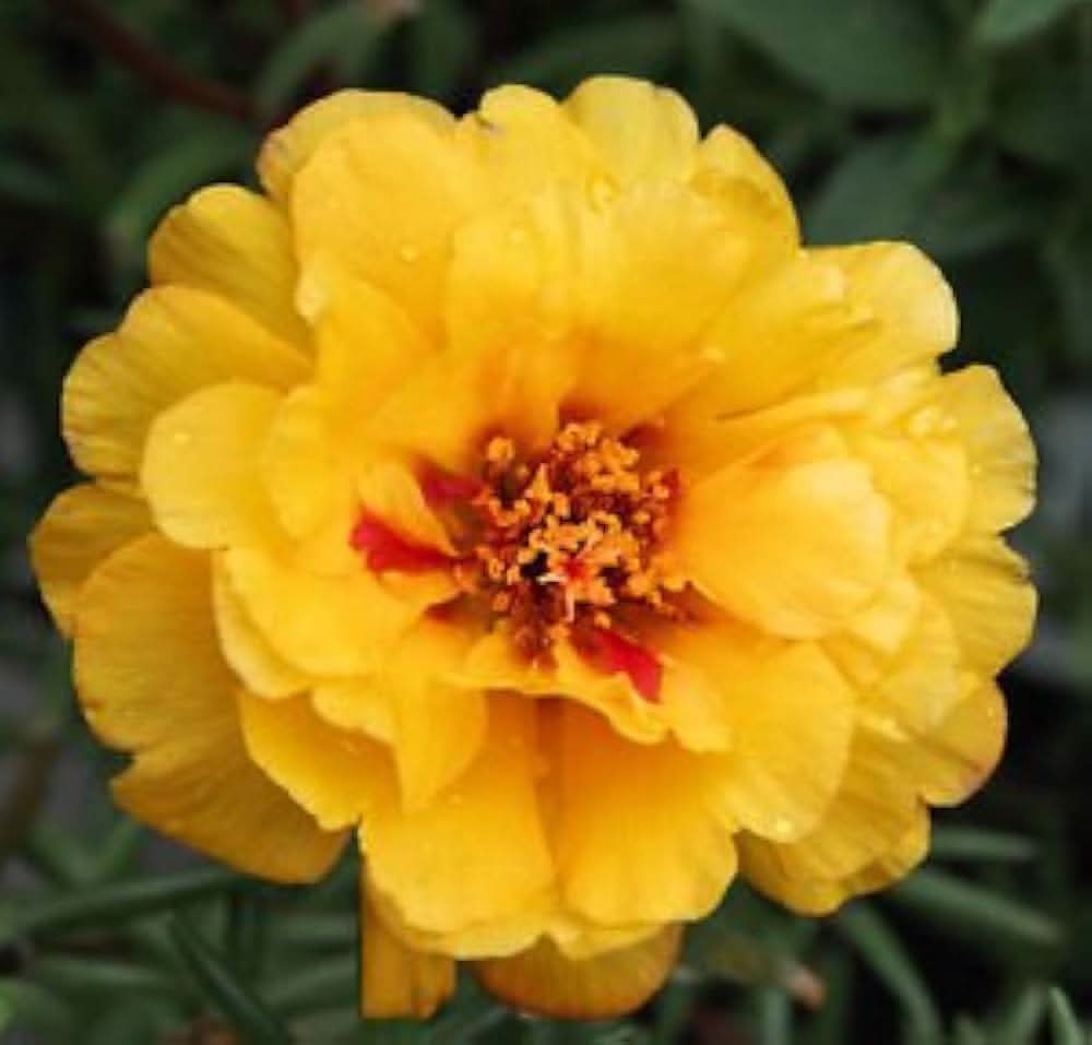 Portulaca Moss Rose Yellow Heat-Tolerant Flower Seeds
