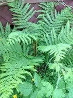 Cinnamon Fern Spores Plant Seeds for Planting heirloom & Non-GMO Seeds Dhara Seeds
