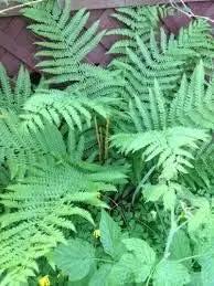 Cinnamon Fern Spores Plant Seeds for Planting heirloom & Non-GMO Seeds Dhara Seeds