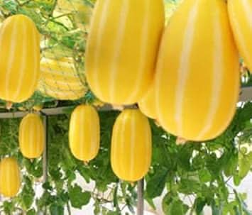 Musk Melon Fruit Seeds Yellow White