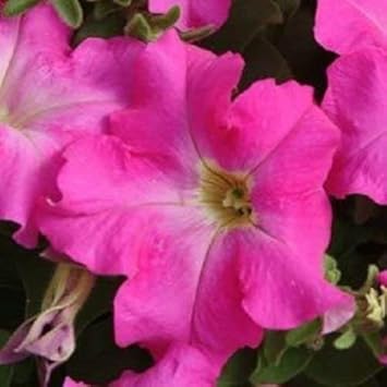 Pink Fuchsia Petunia Flower Heirloom Non Gmo Image