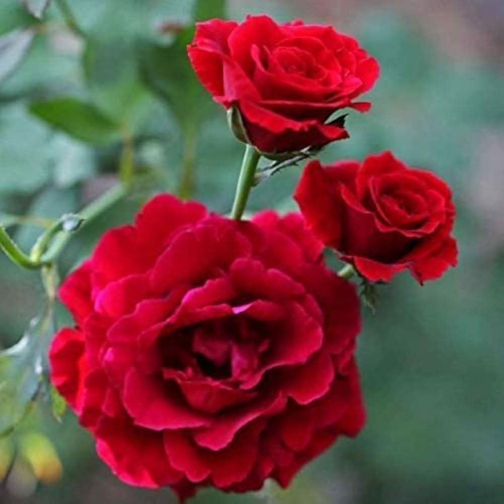 Oriental Beauty Rose Mixed Rose Flowering Seeds For Planting