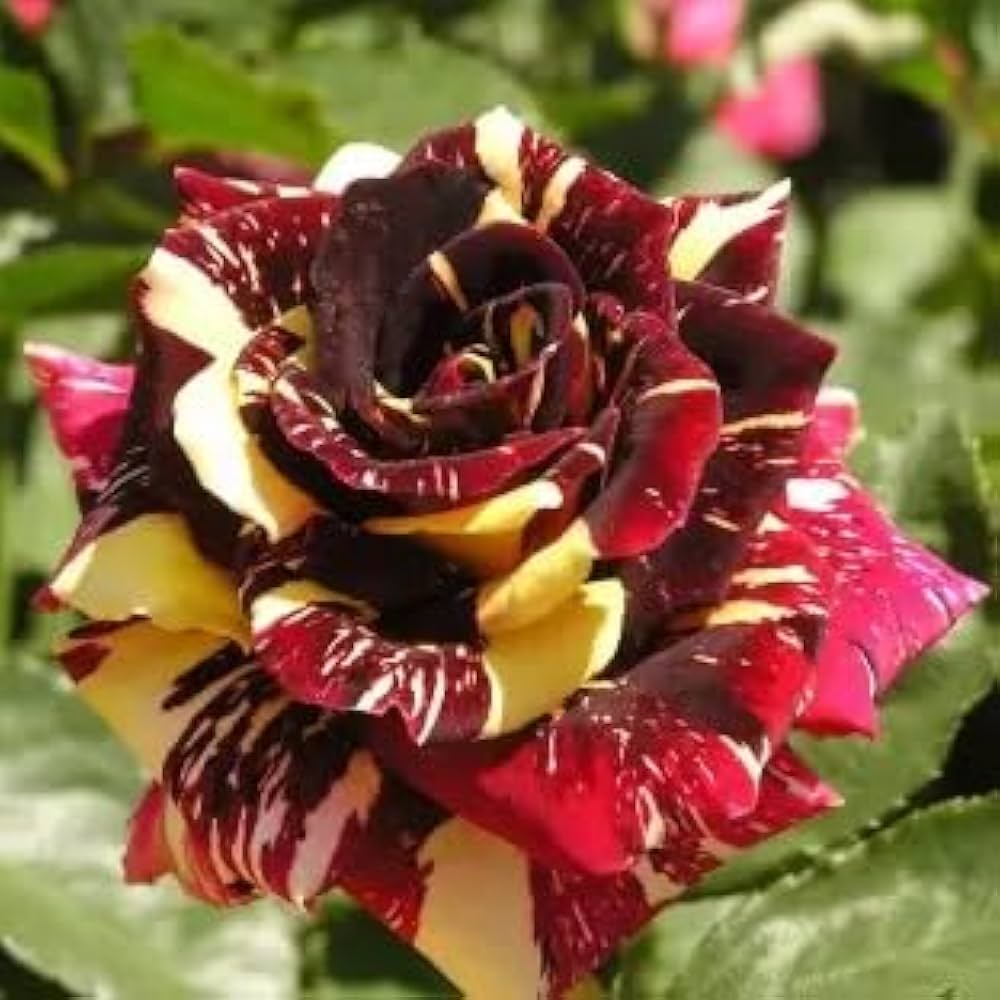 Rose Rosa Hybrida Abracadabra Flower Seeds for Planting – Unique Patterned Blooms for Home Garden Use