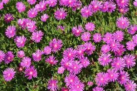 Heirloom Non-GMO Fuchsia Cooperi Flower Seeds for Planting – Fresh Vibrant Garden Blooms