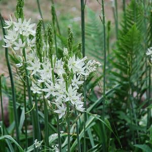 Camassia Leichtlinii Flower Seeds, Heirloom, Non-GMO Seeds for Planting - Leichtlinii for planting in home garden