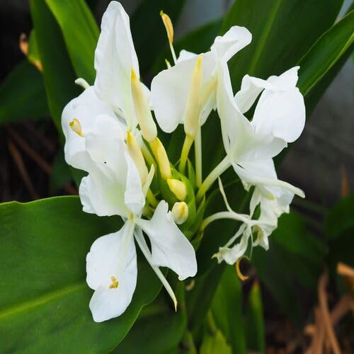 White Hedychium Coronarium Flower - Heirloom, Non - Gmo Seeds