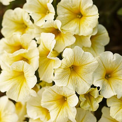 Petunia Flower Yellow