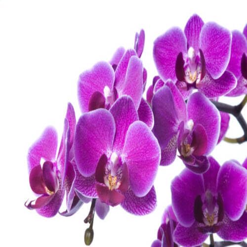 Orchid Flower Gardening Purple - Heirloom, Non - Gmo Seeds