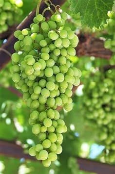 Grape Fruit - Heirloom, Non - Gmo Seeds
