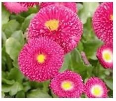 Pink Bellis Flower - Heirloom, Non - Gmo Seeds