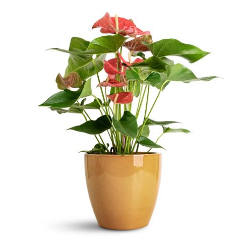 Red Anthurium Flower