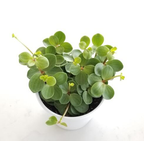 Green Peperomia - Heirloom, Non - Gmo Seeds