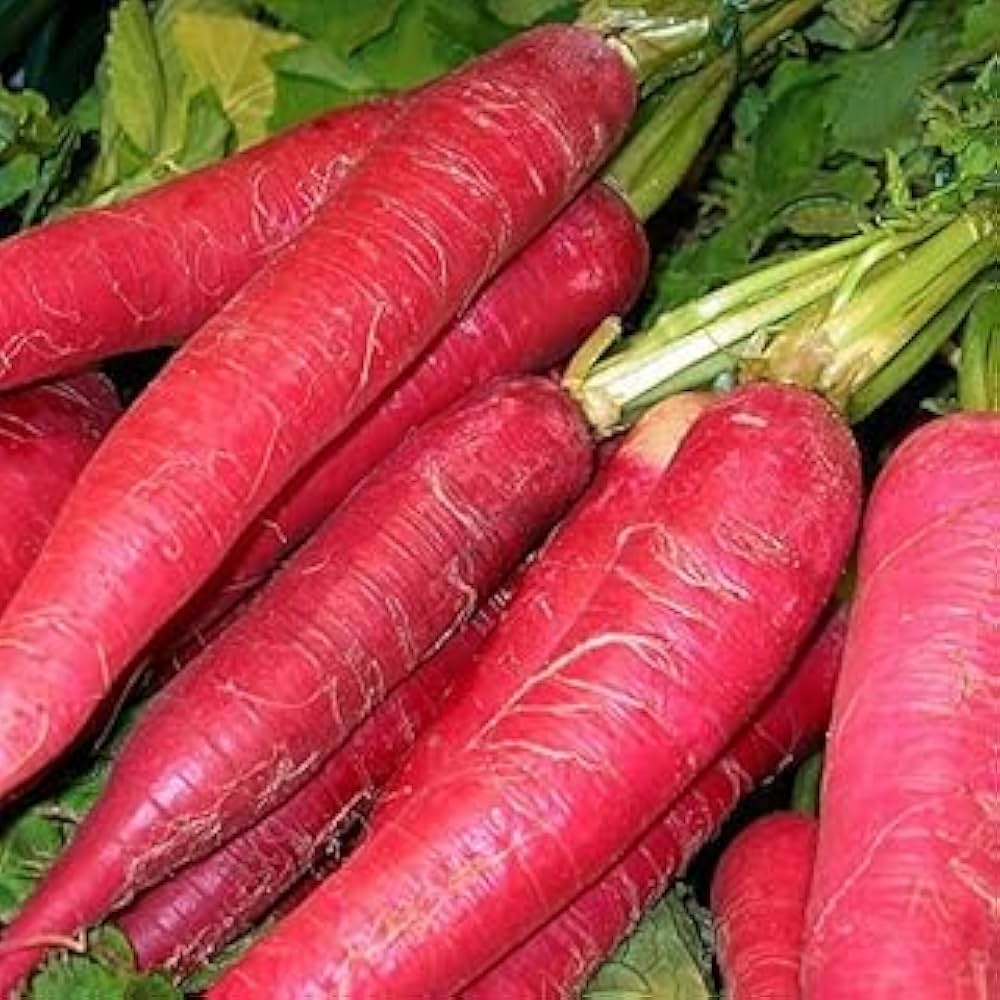 Red Radish Vegetable Seed for Planting Red heirloom & Non-GMO Seeds