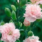 Pink Caryophyllus Flower Seeds for Garden - NON GMO Seeds Dhara Seeds