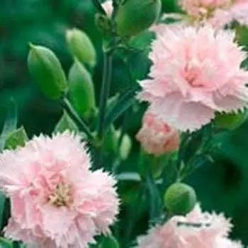 Pink Caryophyllus Flower Seeds for Garden - NON GMO Seeds Dhara Seeds