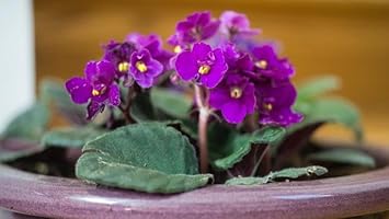 Heirloom Non-GMO African Violet Flower Seeds for Planting – Indoor Blooming Variety seeds for planting in home garden