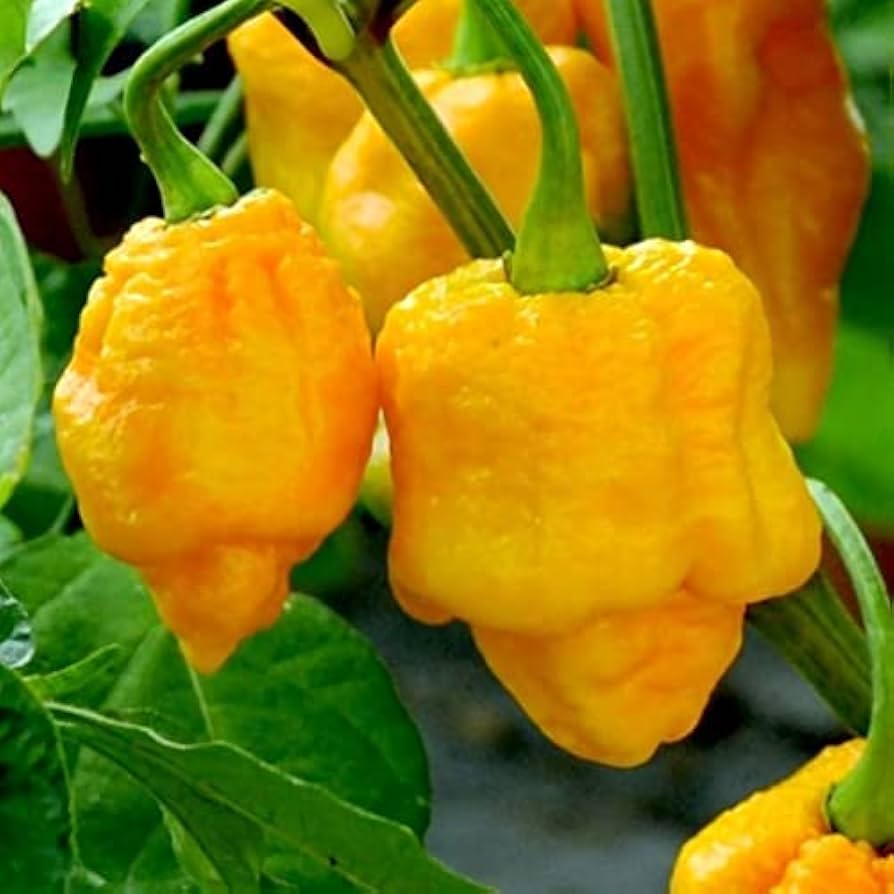 Chili Pepper Capsicum Chinense Yellow Trinidad Moruga Scorpion Vegetable Seeds for Planting – Great for Spicy Kitchen Garden