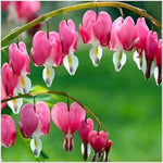 Heart Orchid (Dicentra spectabilis) seeds for cottage garden planting