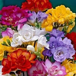 Freesia Flower Seeds for Planting 100 -Hierloom Flower Seeds - Flower for planting in home garden