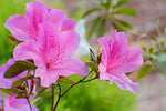 Rhododendron Azalea Rhododendron spp. Flower Seeds for planting in flower bed