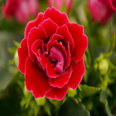 Gloxinia Flower Red - Heirloom, Non - Gmo Seeds