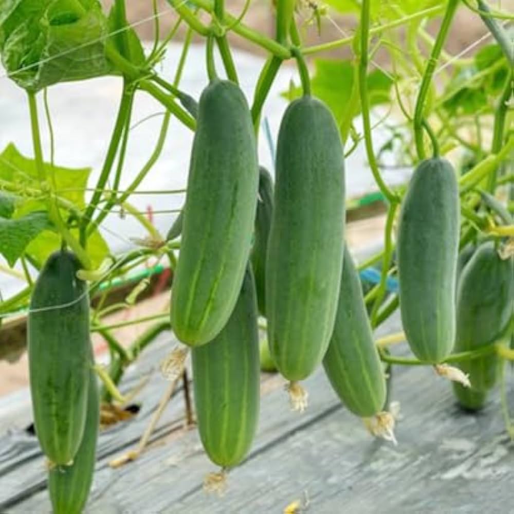 Green cucumber vegetable seeds for home garden and containers