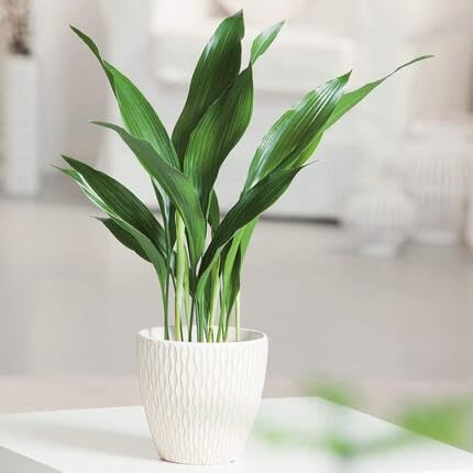 Green Aspidistra - Heirloom, Non - Gmo Seeds