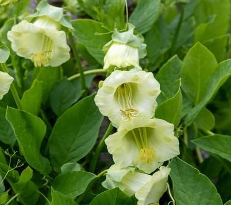 Cobaea Flower - Heirloom, Non - Gmo Seeds