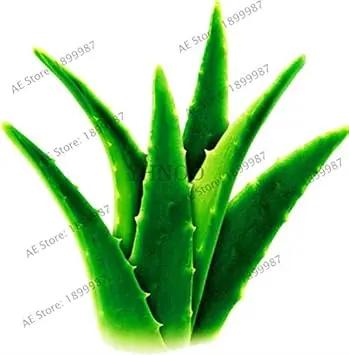 Edible Aloe Vera Plant Seeds for Planting - NON GMO Seeds for planting in home garden