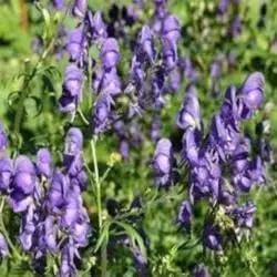 Monkshood Poisonous Flower Seeds for Planting - NON GMO Seeds Dhara Seeds
