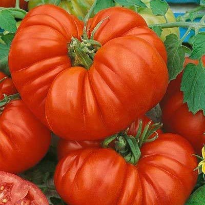 Tomato Kartofelnyy Malinovyy Solanum lycopersicum vegetable seeds for planting in backyard garden