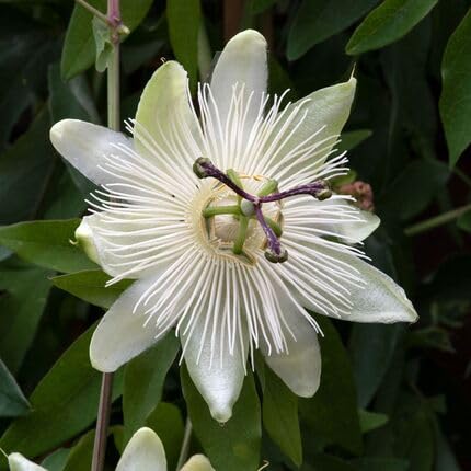 Passiflora Flower White