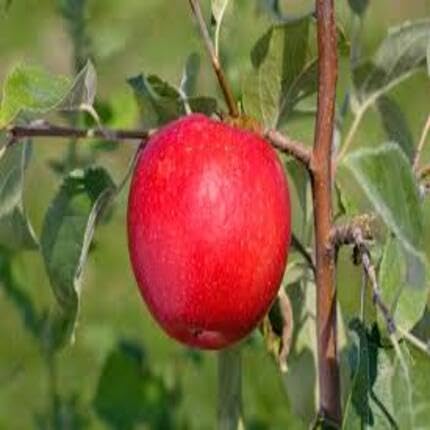 Apple Fruit Red