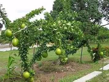 Crescentia Alata Fruit Seeds for Unique & Exotic Tropical Fruit