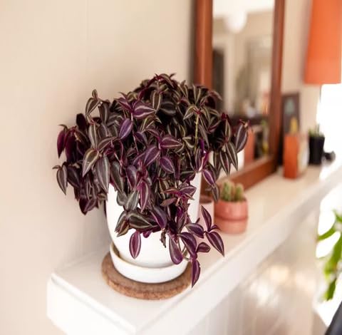 Green Purple Tradescantia - Heirloom, Non - Gmo Seeds