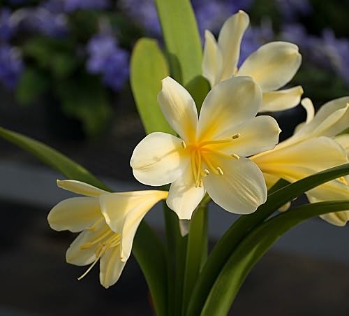 Yellow Clivia Flower - Heirloom, Non - Gmo Seeds