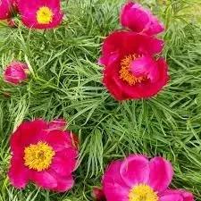Fern Leaf Peony Flower Seeds for Planting - heirloom & Non GMO Seeds Dhara Seeds