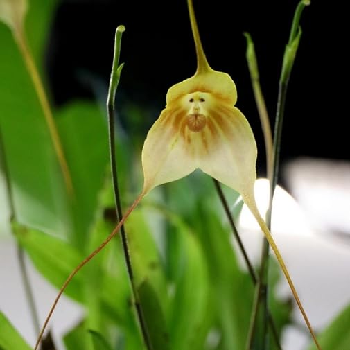 Yellow Monkey Face Orchid Flower - Heirloom, Non - Gmo Seeds