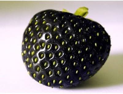 Strawberry Fragaria × ananassa seeds for juicy berry garden