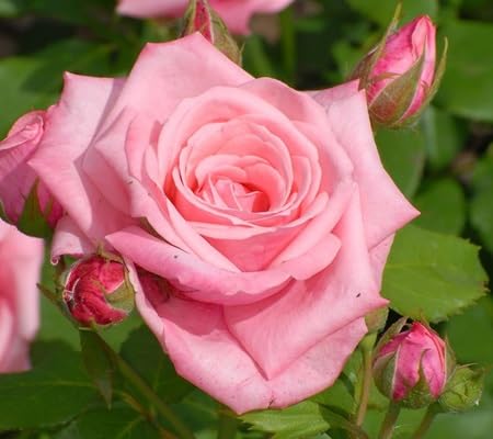 Rose Petal - Heirloom, Non - Gmo Seeds