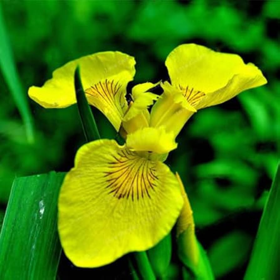 Iris for planting in flower bed