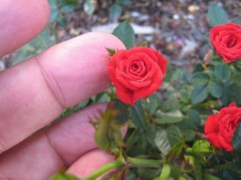 Miniature bonsai rose – Rosa species – for planting in home garden