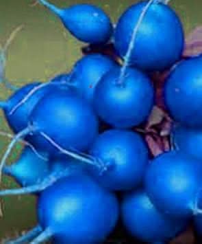 Blue Radish Seeds for Planting