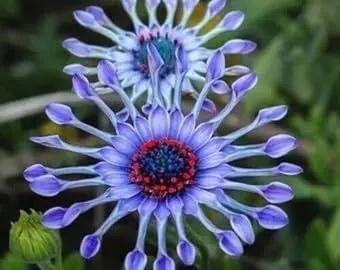 Shrubby Daisy Bush Flower Seeds for Planting – NON GMO Seeds Dhara Seeds
