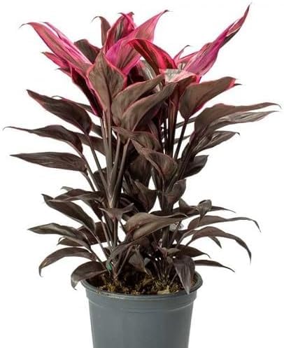 Red Dracaena - Heirloom, Non - Gmo Seeds