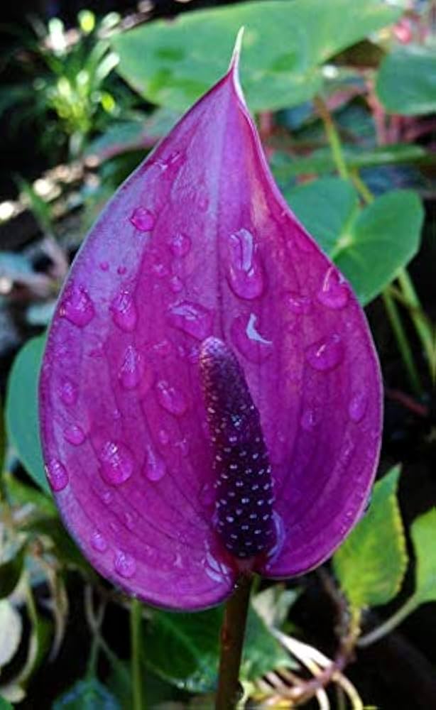 Anthurium Anthurium andraeanum mixed flower seeds for planting in indoor pots and shaded garden spaces