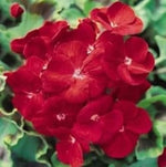 Univalve Geranium Flower Seeds in Maroon - 100 pcs for planting in your garden.